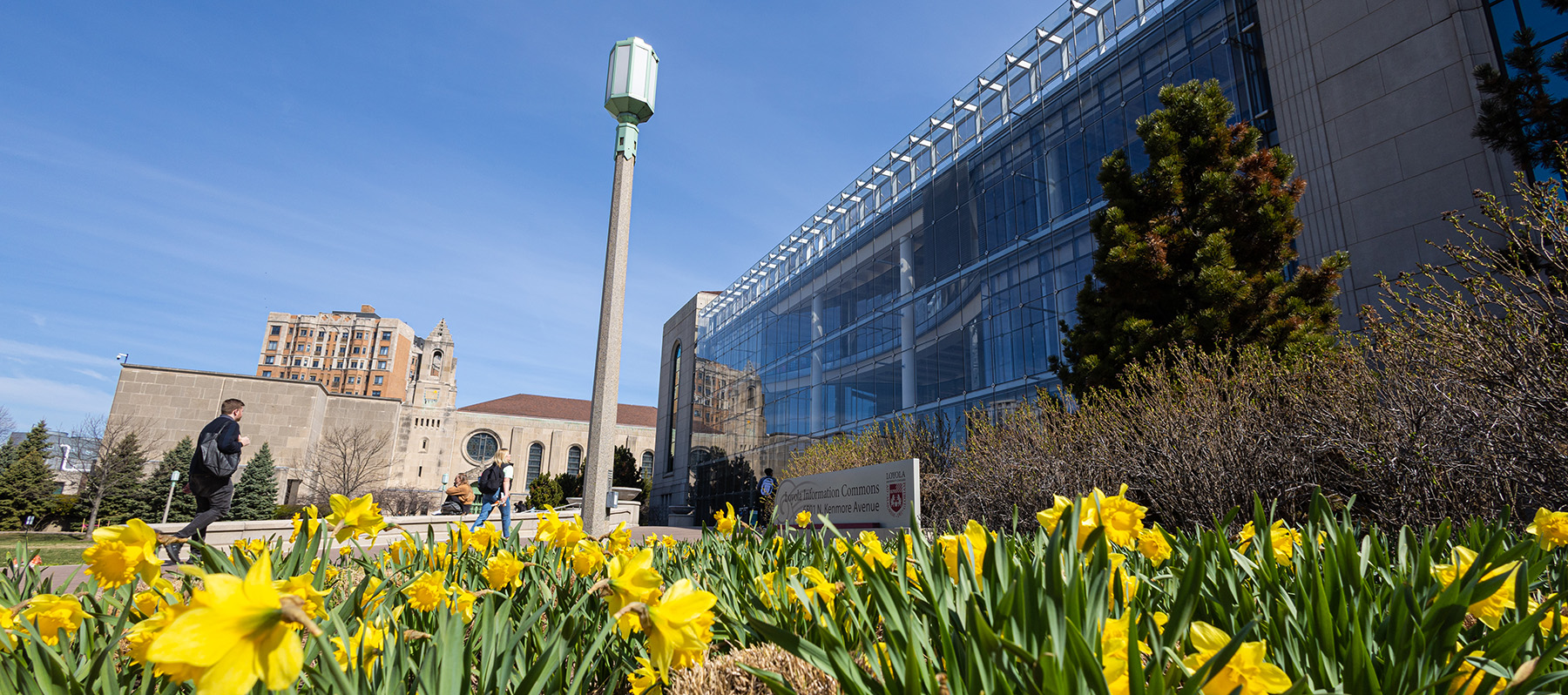 lake shore campus scene with tulips blooming