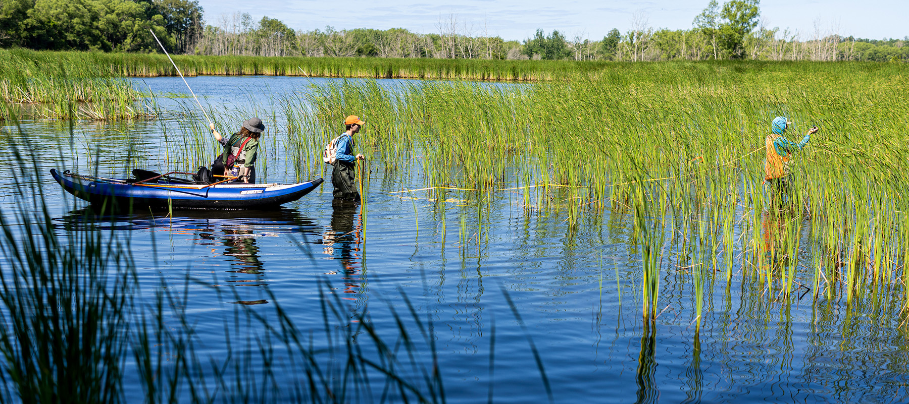 researchers in waders walking in a wetland