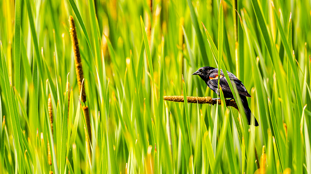 Redwing blackbird in cattails