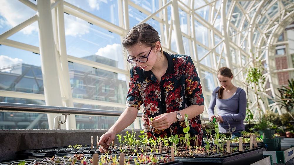 Loyola has been a leader in sustainability for years, and it recently was named the fourth greenest college campus in the country by the Sierra Club. (Photo: Natalie Battaglia)