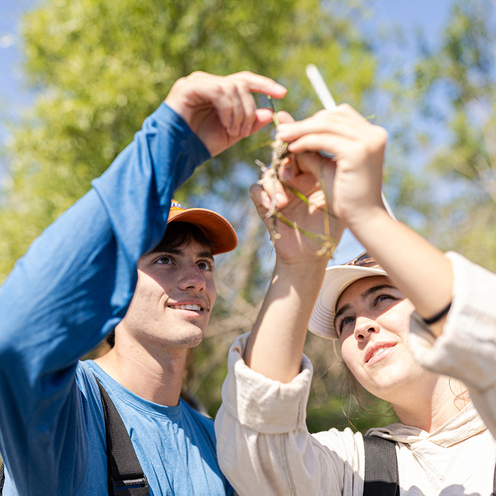 Students examine a plant outdoors Students examine a plant outdoors
