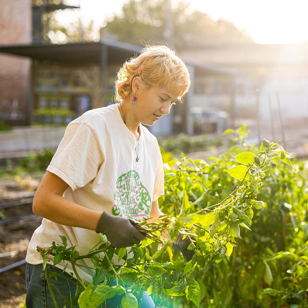 Student working in an urban farm Student working in an urban farm