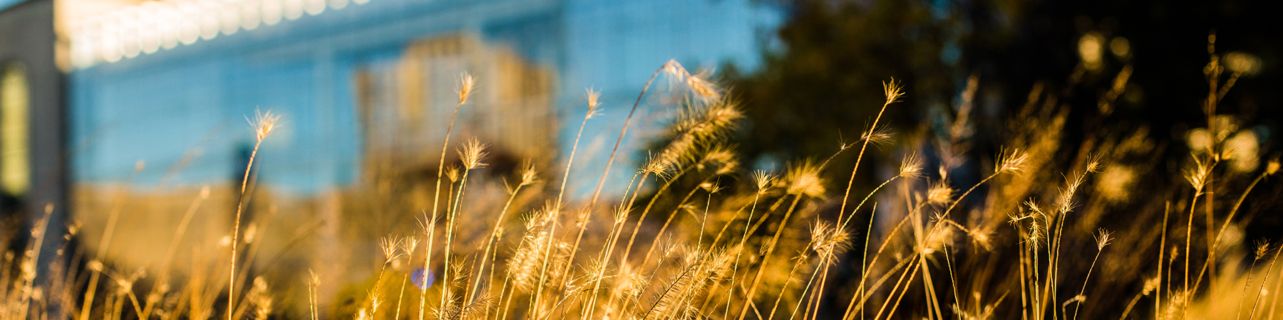 An abstract image of golden prairie grass in the foreground and the Lake Shore Campus of Loyola University in the background. Taken with a short depth of field blurring the background.